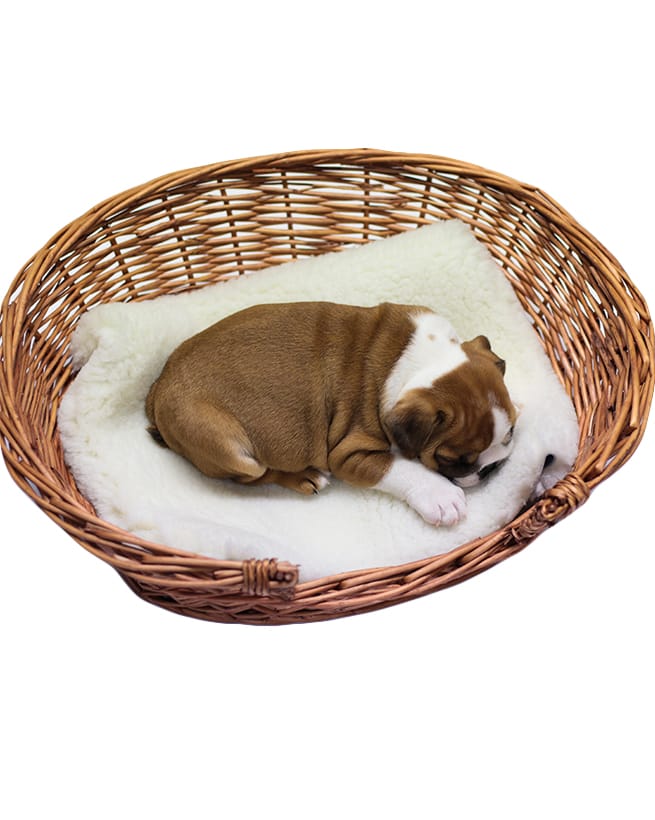 Pet Blanket